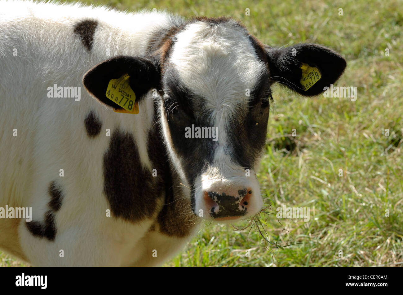 Calf head hi-res stock photography and images - Alamy