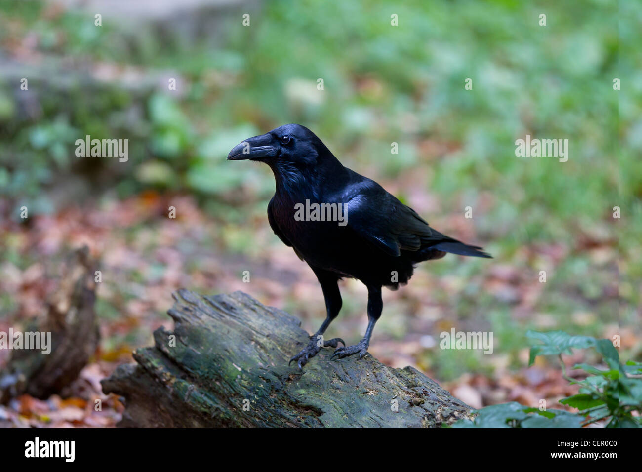 Kolkrabe, Corvus corax,common raven Stock Photo