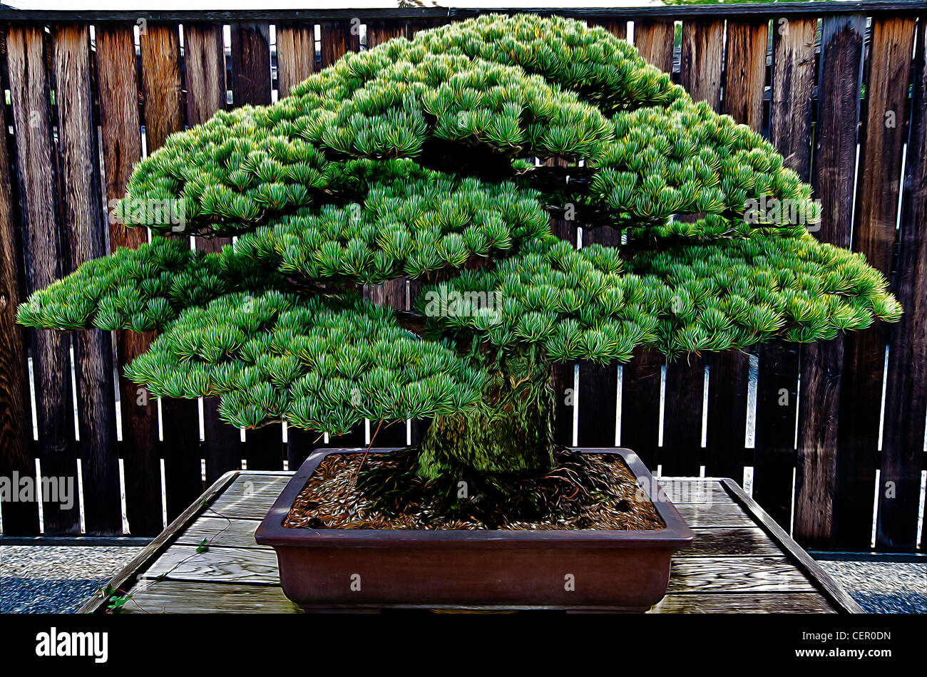 bonsai Stock Photo