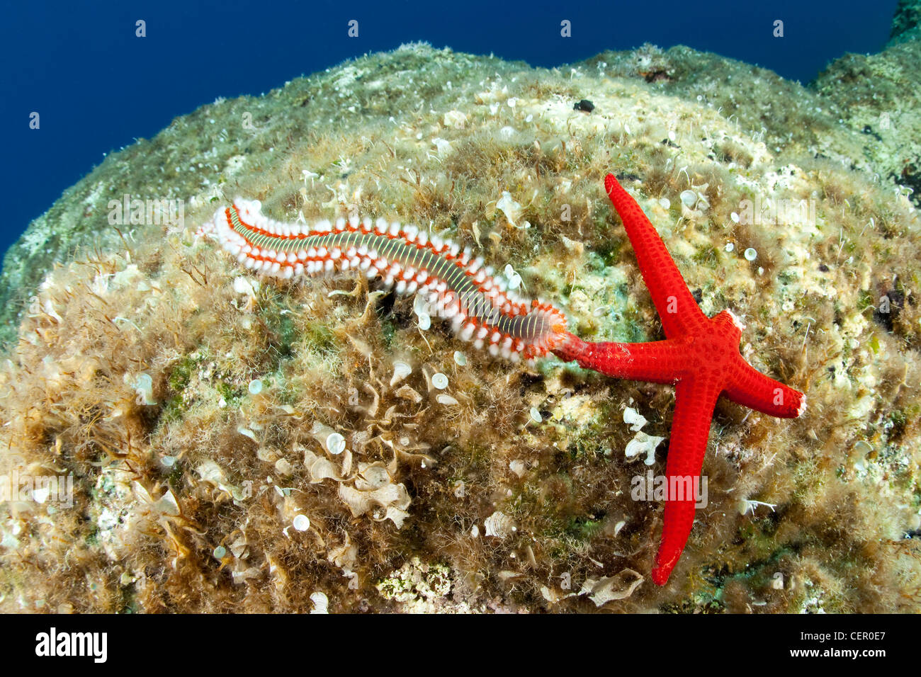 Fire Worm feeding on Sea Star, Hermodice carunculata, Vis Island, Adriatic Sea, Croatia Stock Photo