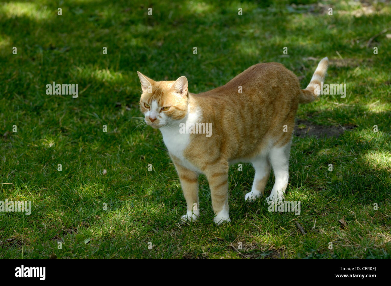 A ginger cat standing on grass Stock Photo