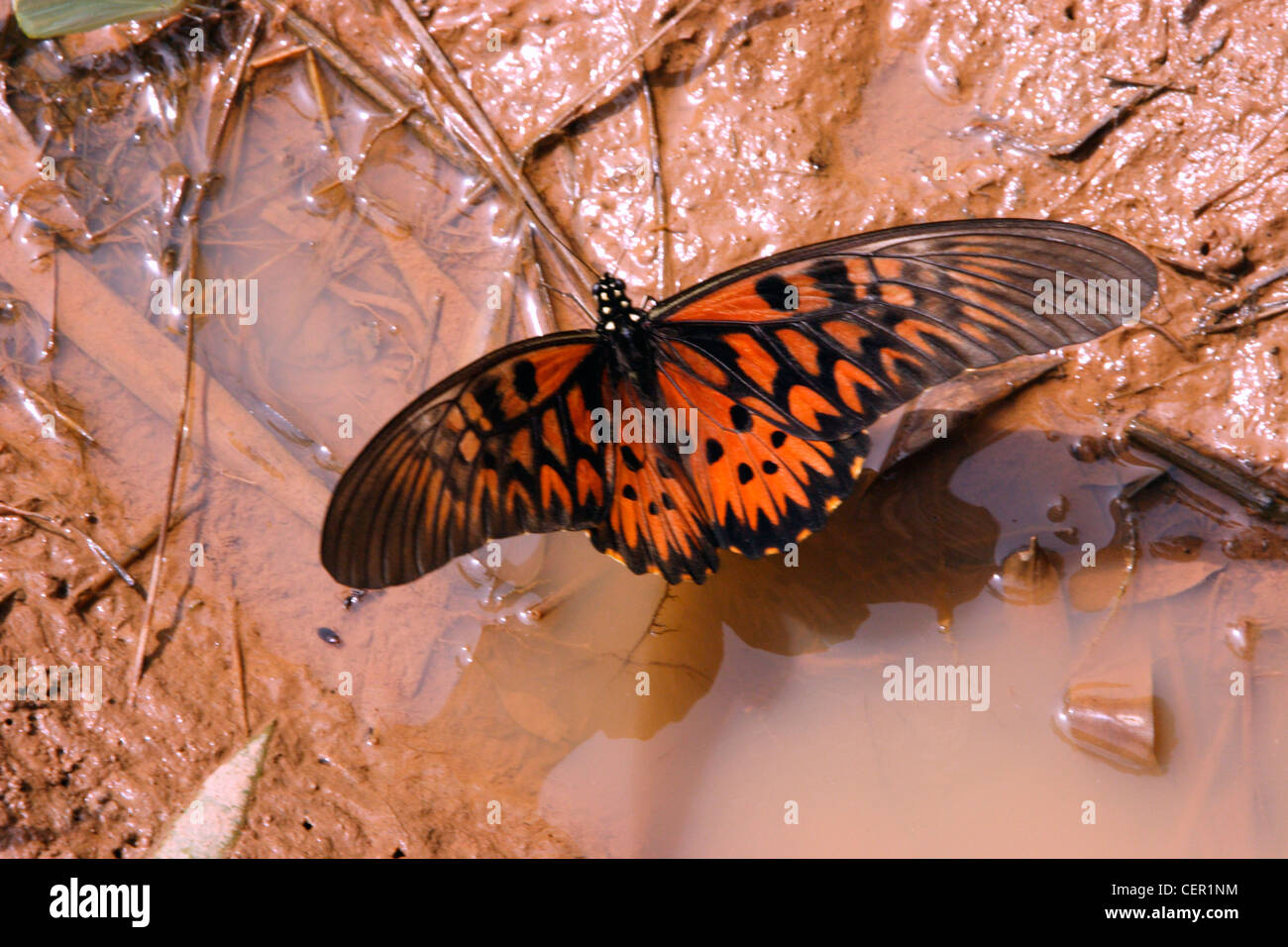 African giant swallowtail butterfly (Papilio antimachus: Papilionidae) male wingspan up to 23cm (9in) puddling rainforest Ghana Stock Photo