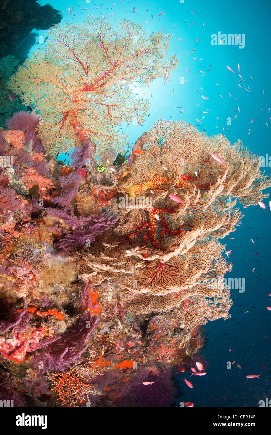 Colorful Coral Reef, Melithaea sp., Tubbataha Reef, Sulu Sea, Philippines Stock Photo