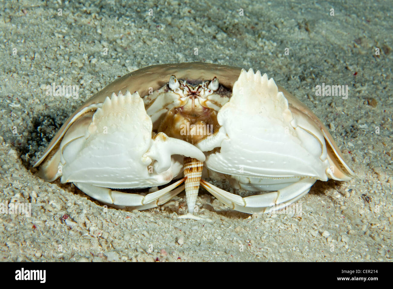 Giant Box Crab eating Shell, Calappa calappa, Tubbataha Reef, Sulu Sea, Philippines Stock Photo