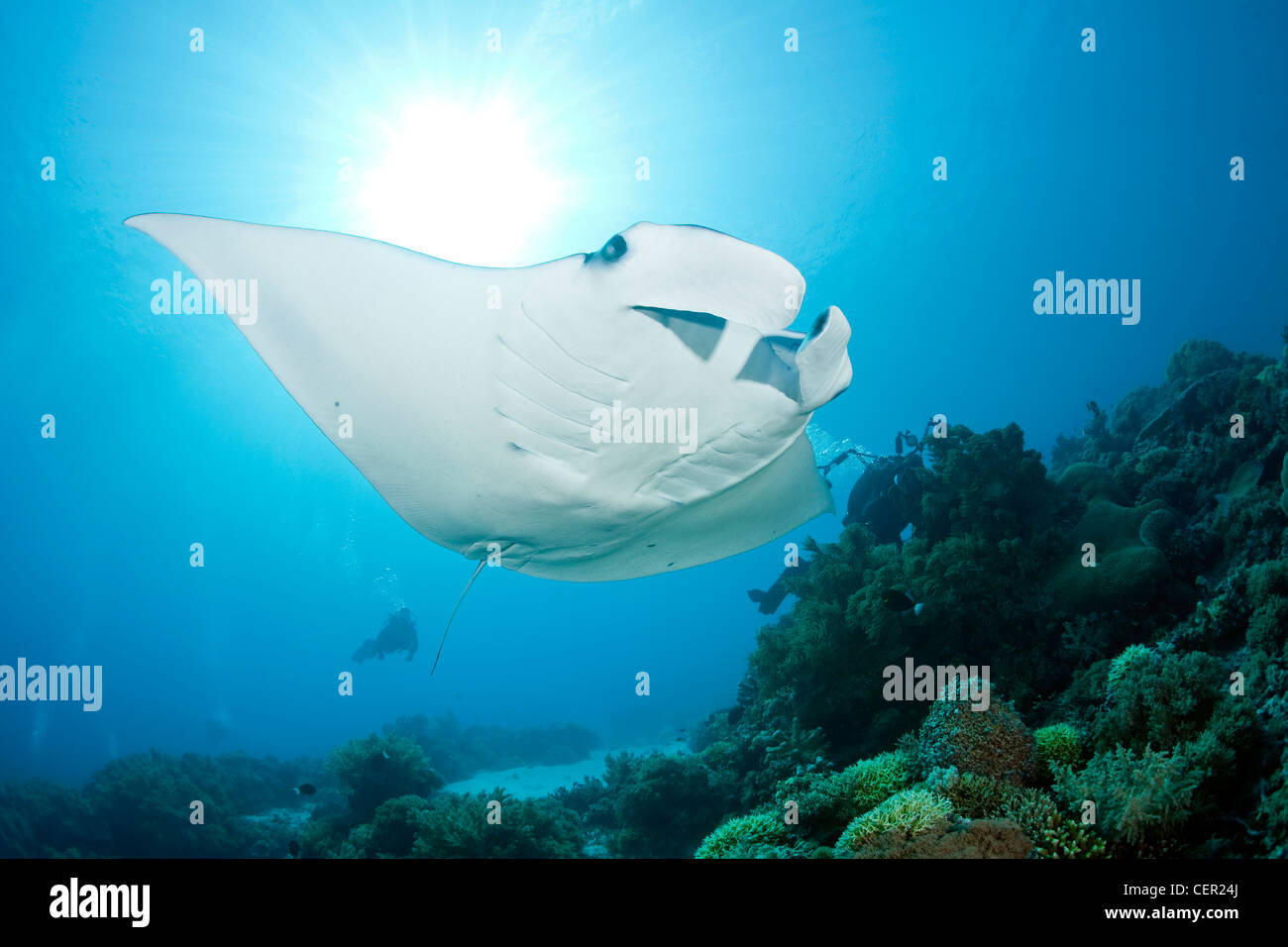 Manta Ray, Manta birostris, Tubbataha Reef, Sulu Sea, Philippines Stock Photo