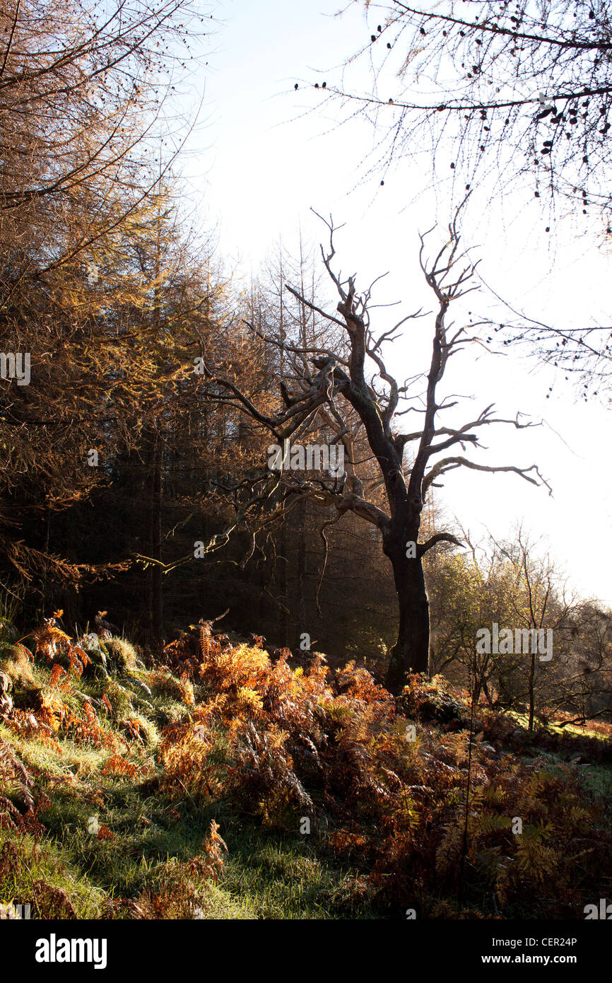 Old Dead tree Stock Photo Alamy