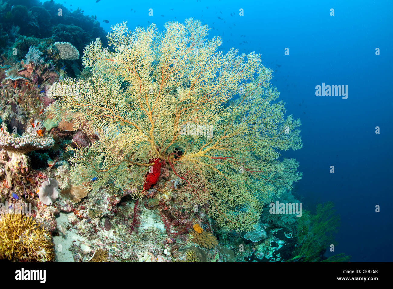 Big Sea Fan in Coral Reef, Melithaea sp., Tubbataha Reef, Sulu Sea, Philippines Stock Photo