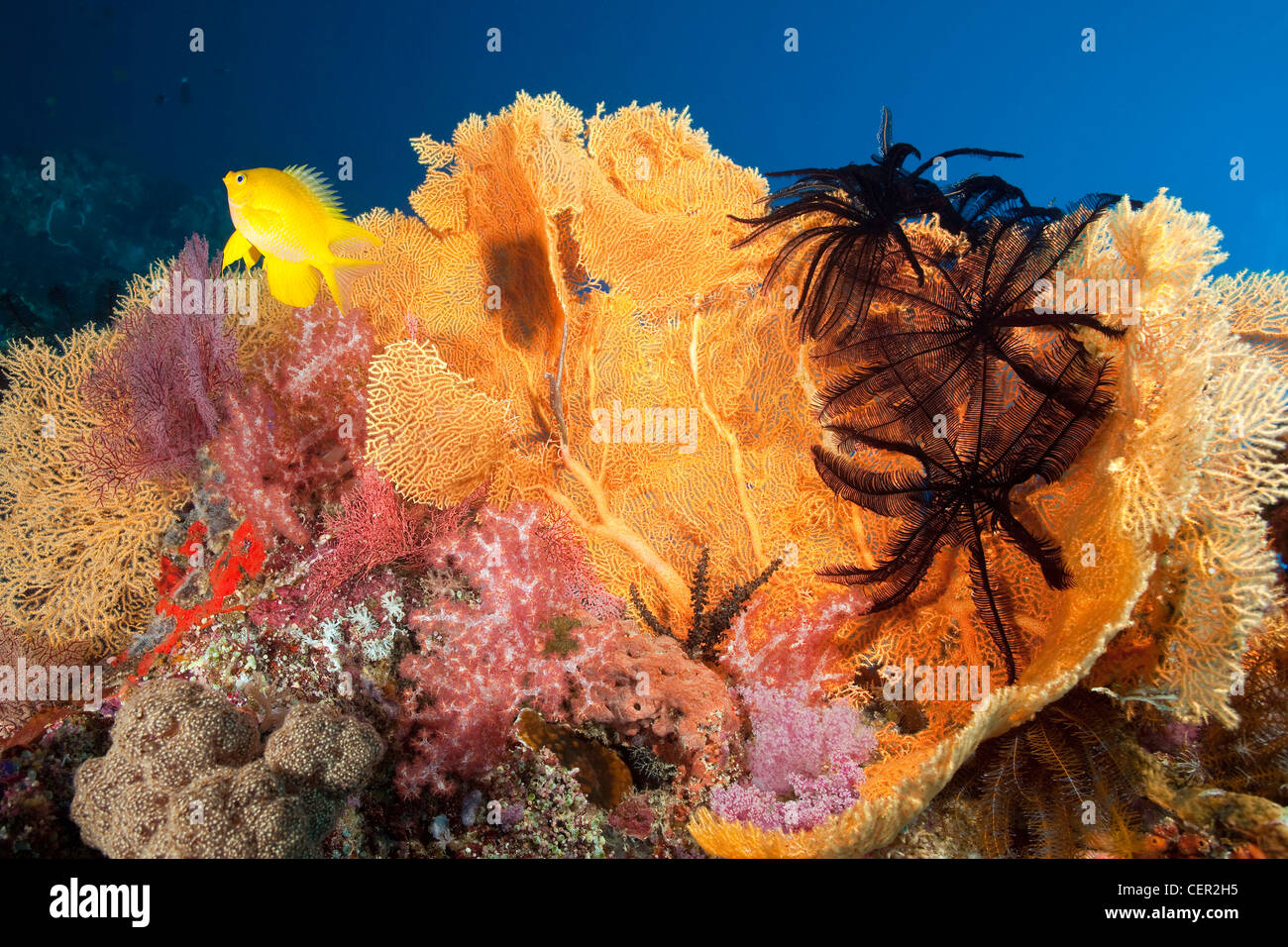 Sea Fan on Coral Reef, Subergorgia mollis, Tubbataha Reef, Sulu Sea, Philippines Stock Photo