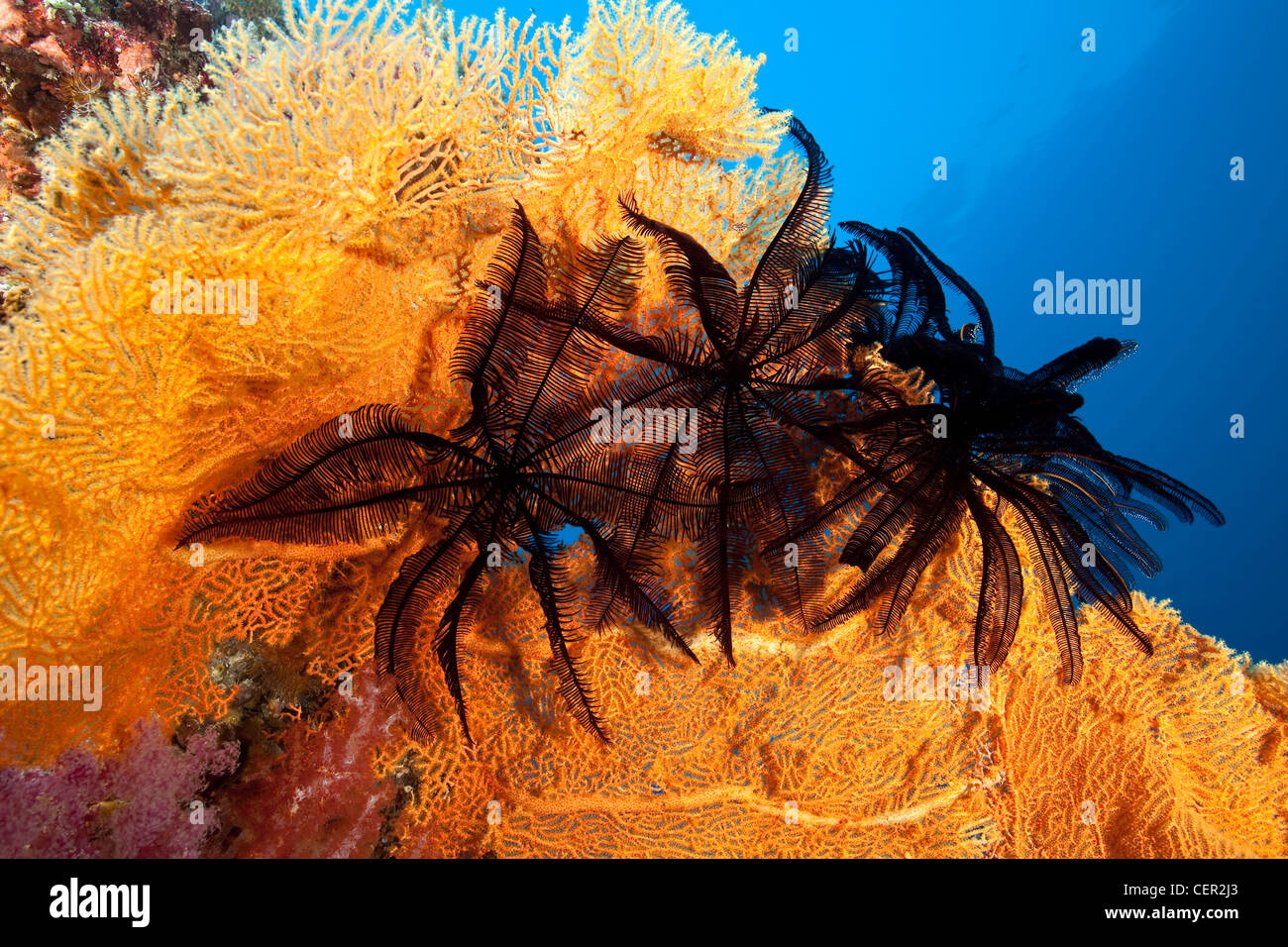 Black Crinoids on Sea Fan, Comanthina sp., Subergorgia mollis, Tubbataha Reef, Sulu Sea, Philippines Stock Photo