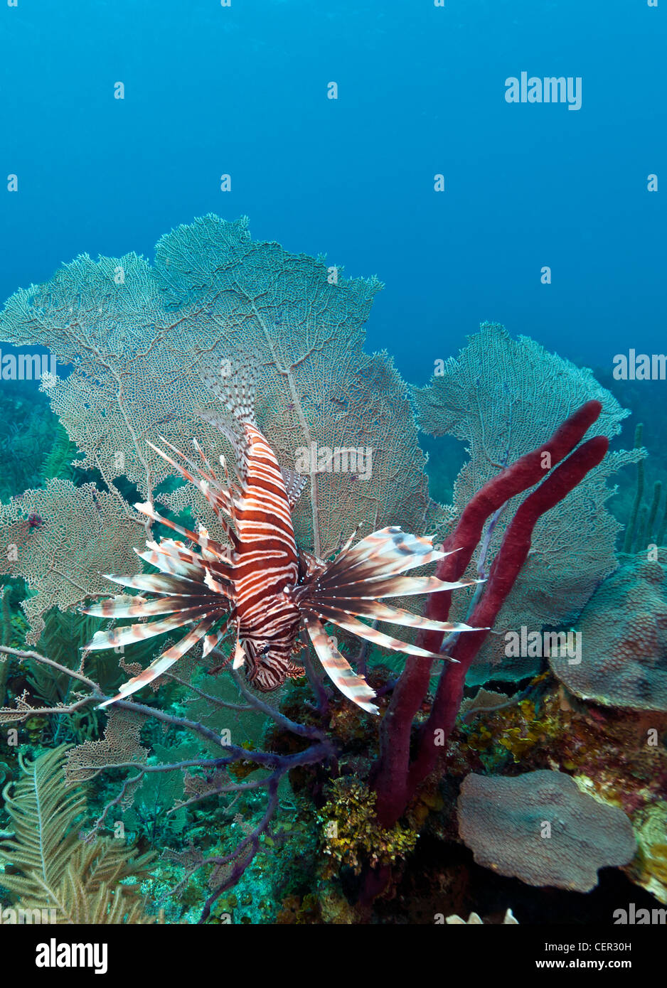 Lionfish Roatan red lionfish (Pterois volitans) off the coast of Roatan Honduras Stock ...