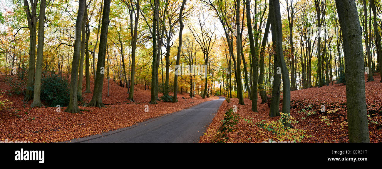 Panoramic view of a road running through an autumnal forest. Stock Photo