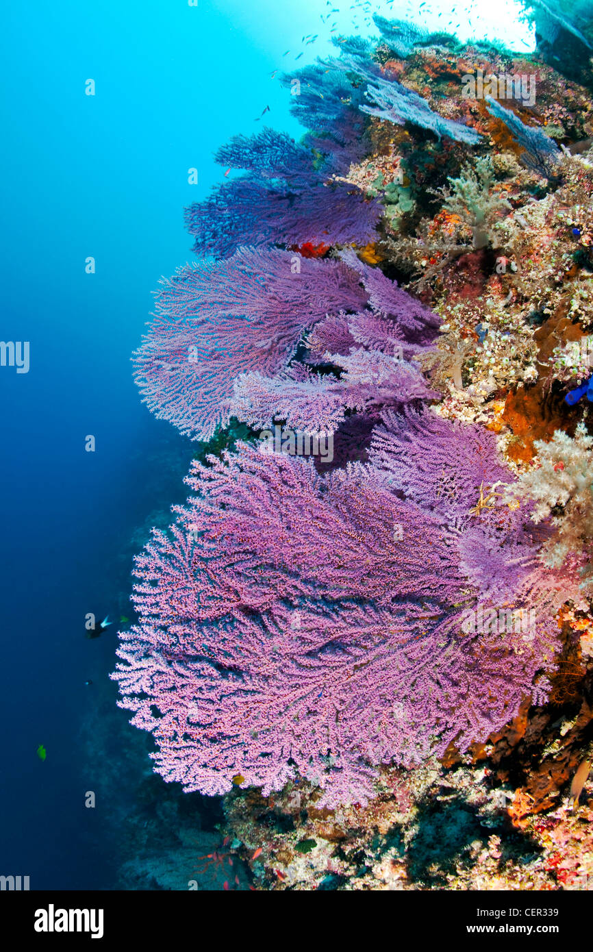Pink Gorgonian Fan, Acabaria sp., Tubbataha Reef, Sulu Sea, Philippines Stock Photo