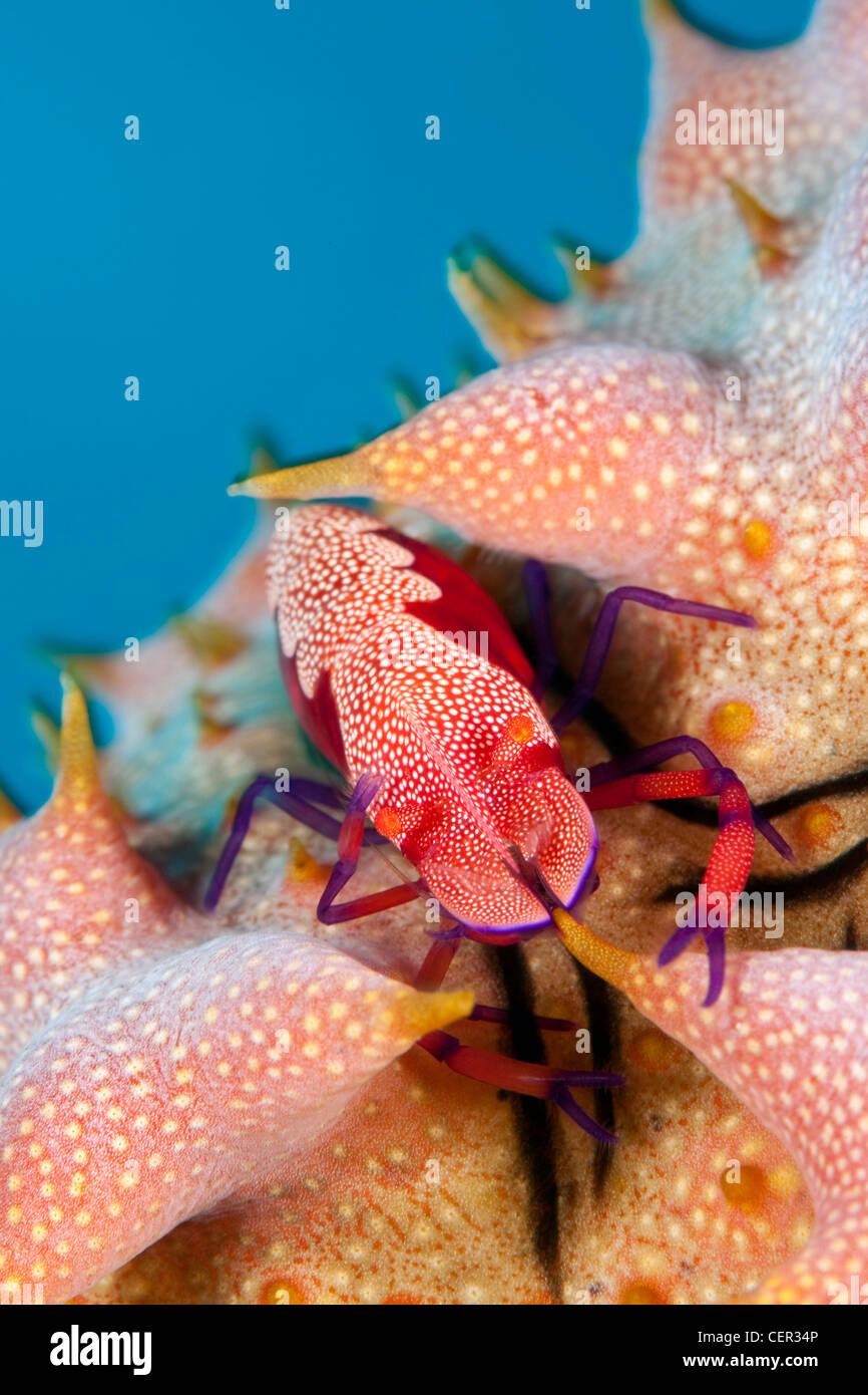 Emperor Shrimp on Sea Cucumber, Periclimenes imperator, Tubbataha Reef, Sulu Sea, Philippines Stock Photo