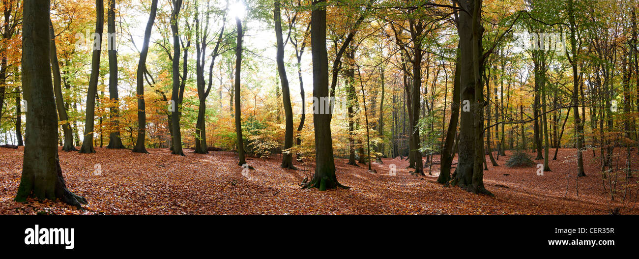 Woods panoramic panorama panoramas hi-res stock photography and images ...