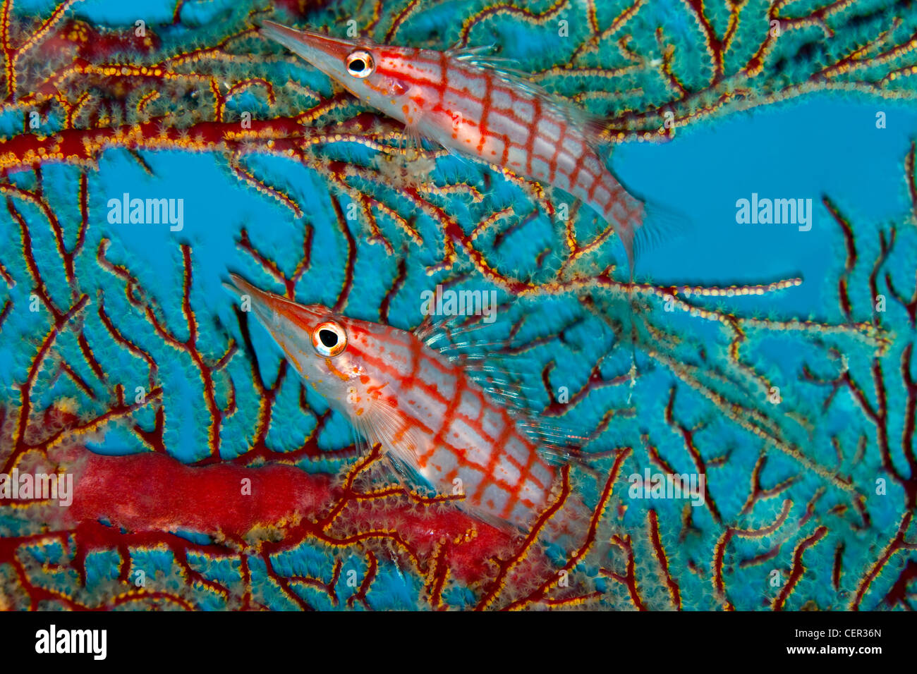 Pair of Longnose Hawkfish, Oxcirrhites typus, Tubbataha Reef, Sulu Sea, Philippines Stock Photo