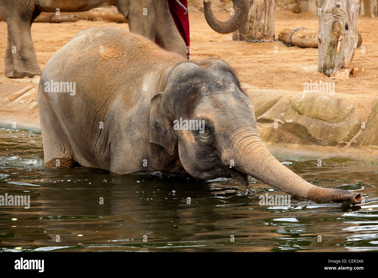 Asian elephants at Twycross Zoo swimming in the 'Uda Walawe' section of the zoo. Stock Photo