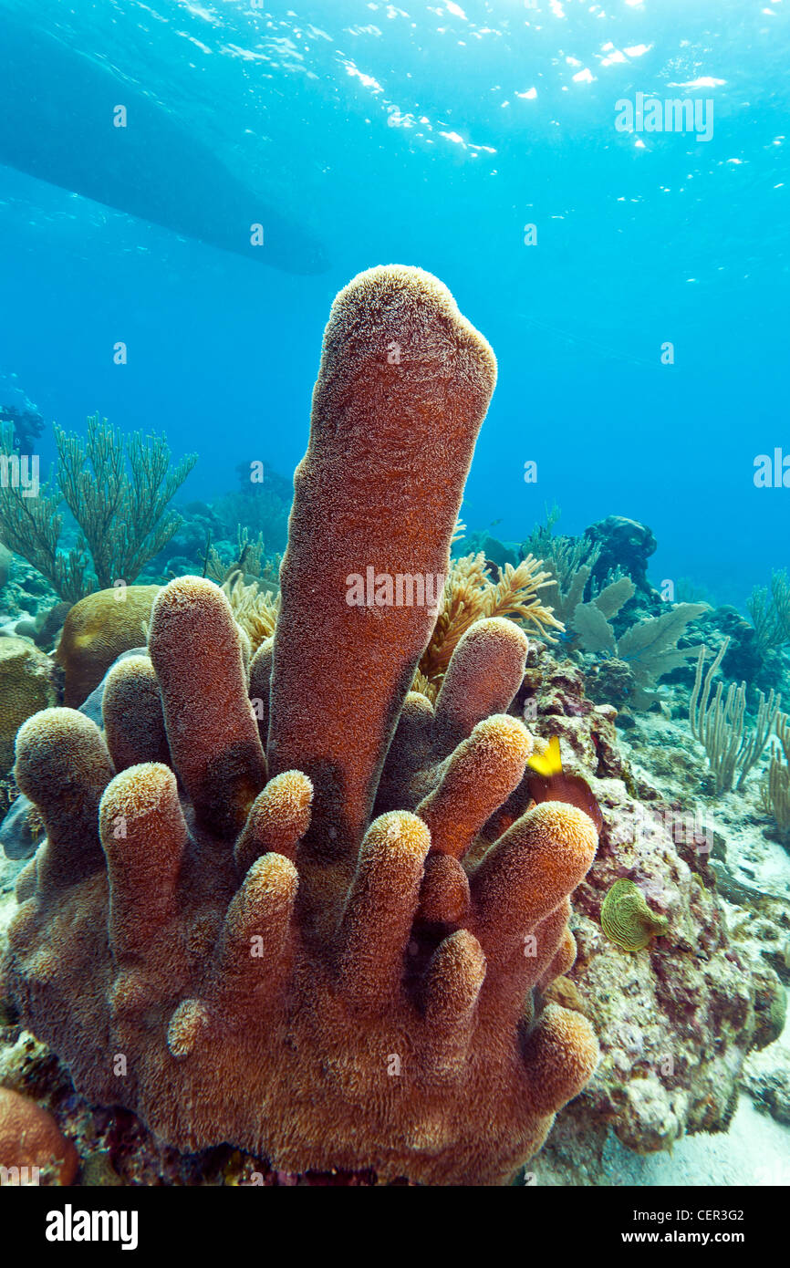 Pillar corals (Dendrogyra cylindricus) on coral reef Stock Photo