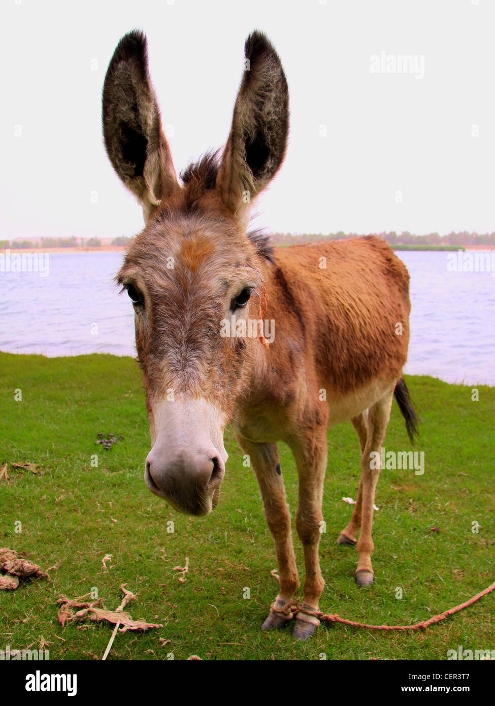 Donkey by the Nile Stock Photo - Alamy