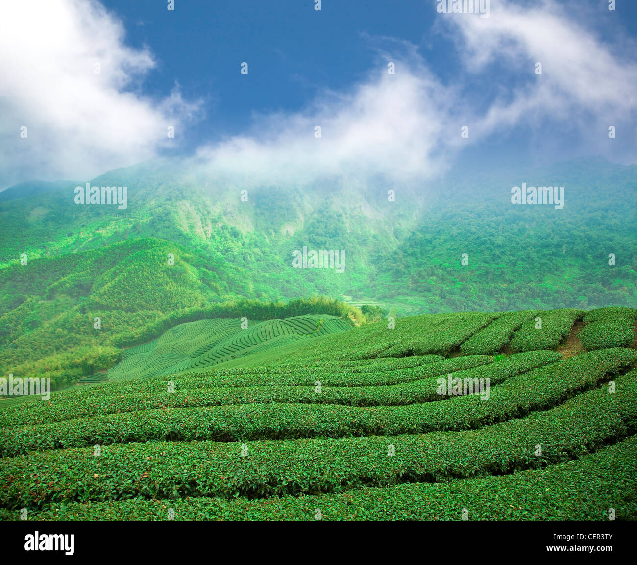 tea plantation on the high mountain valley Stock Photo