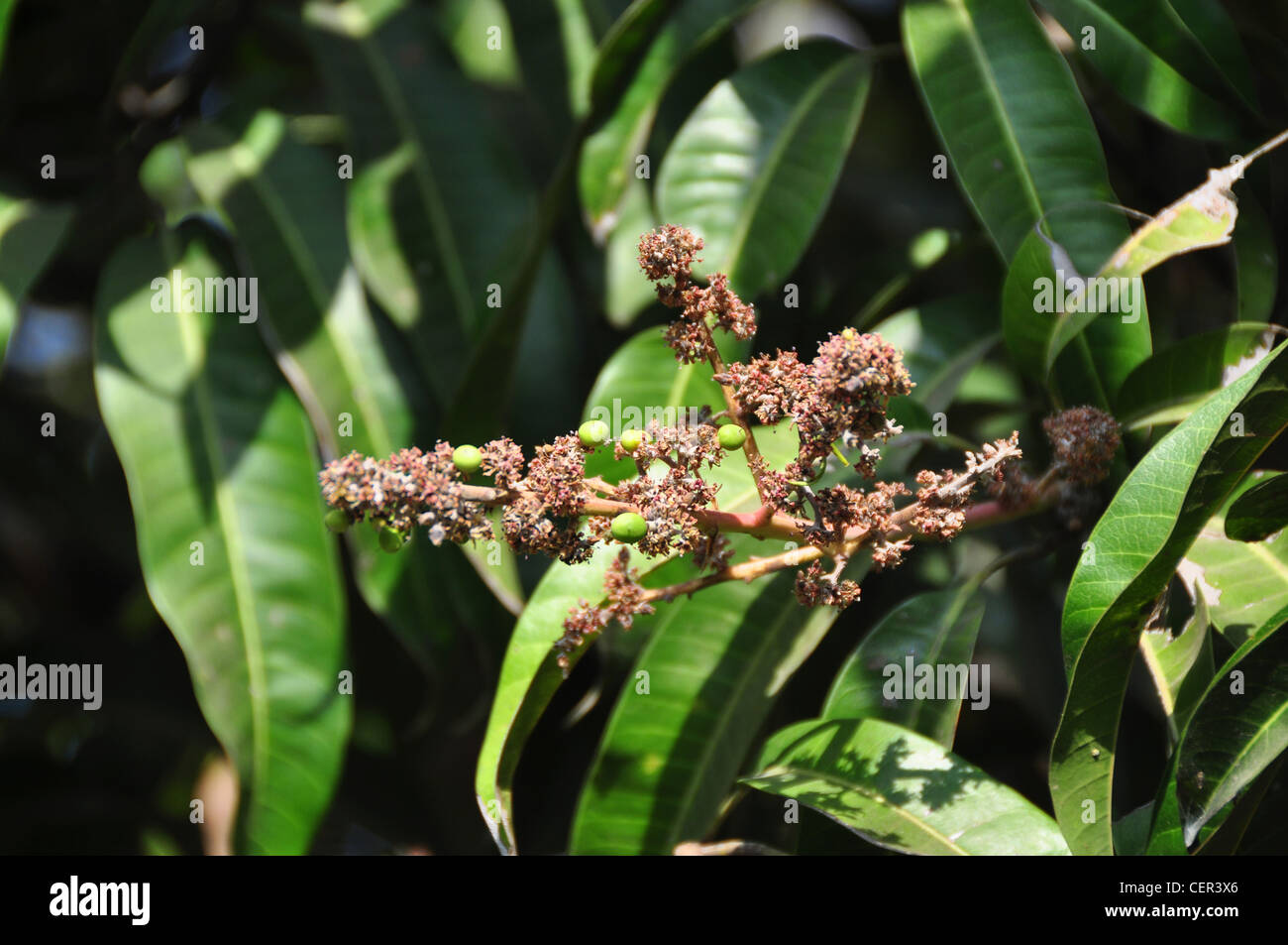 Mango leaves india hires stock photography and images Alamy