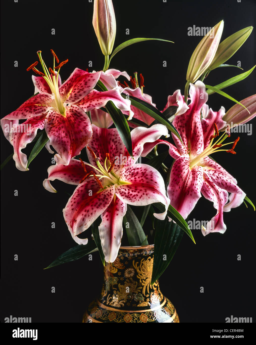 Lily,Lilium speciosum Stock Photo
