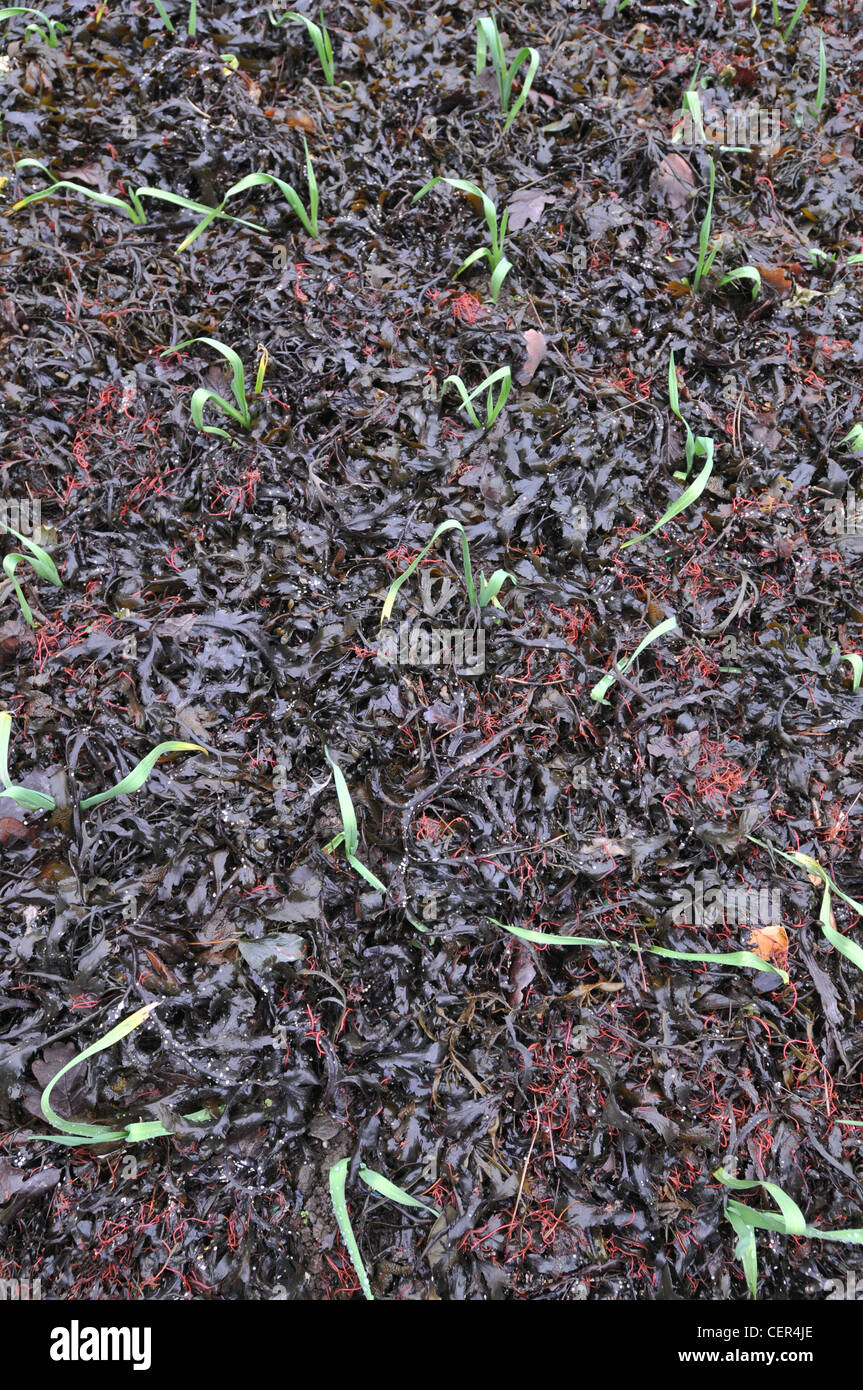 Seaweed mulch hires stock photography and images Alamy
