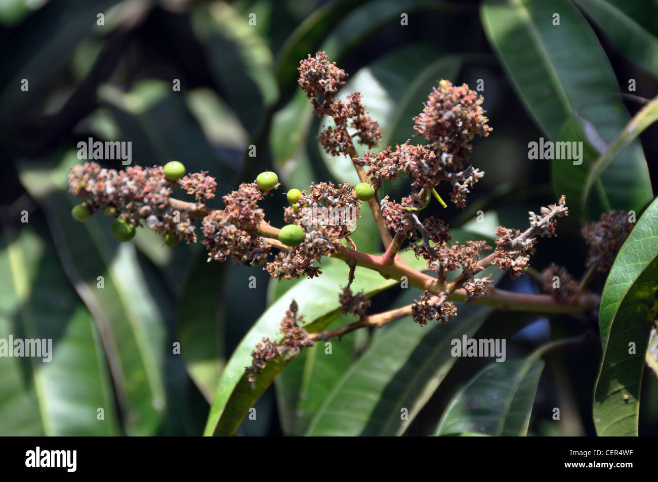 mango flowers and buds Stock Photo Alamy