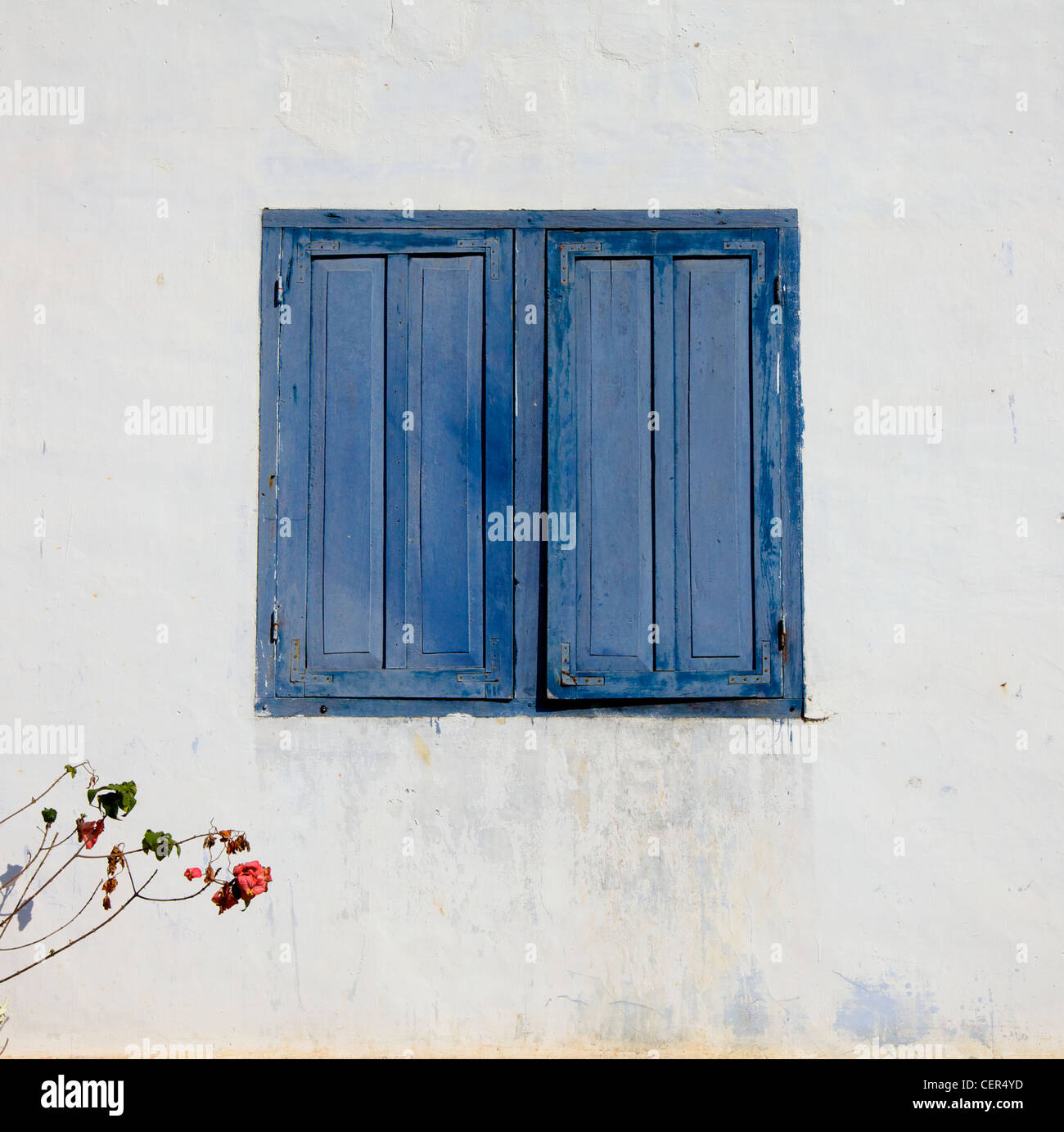 White wall with worn paint and Blue shutter window closed.  Rose bush on left side Stock Photo