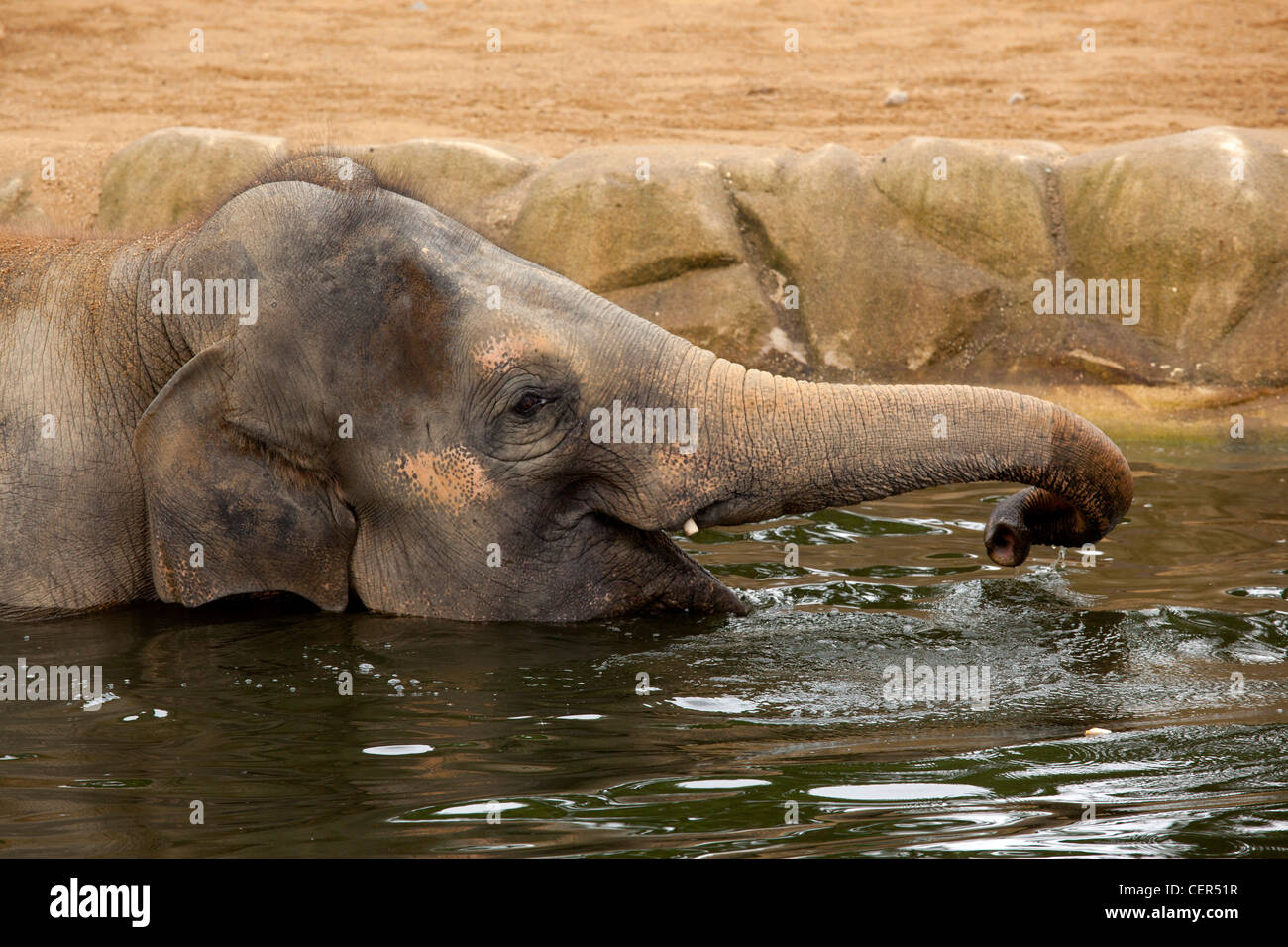 Asian elephants at Twycross Zoo swimming in the 'Uda Walawe' section of the zoo. Stock Photo