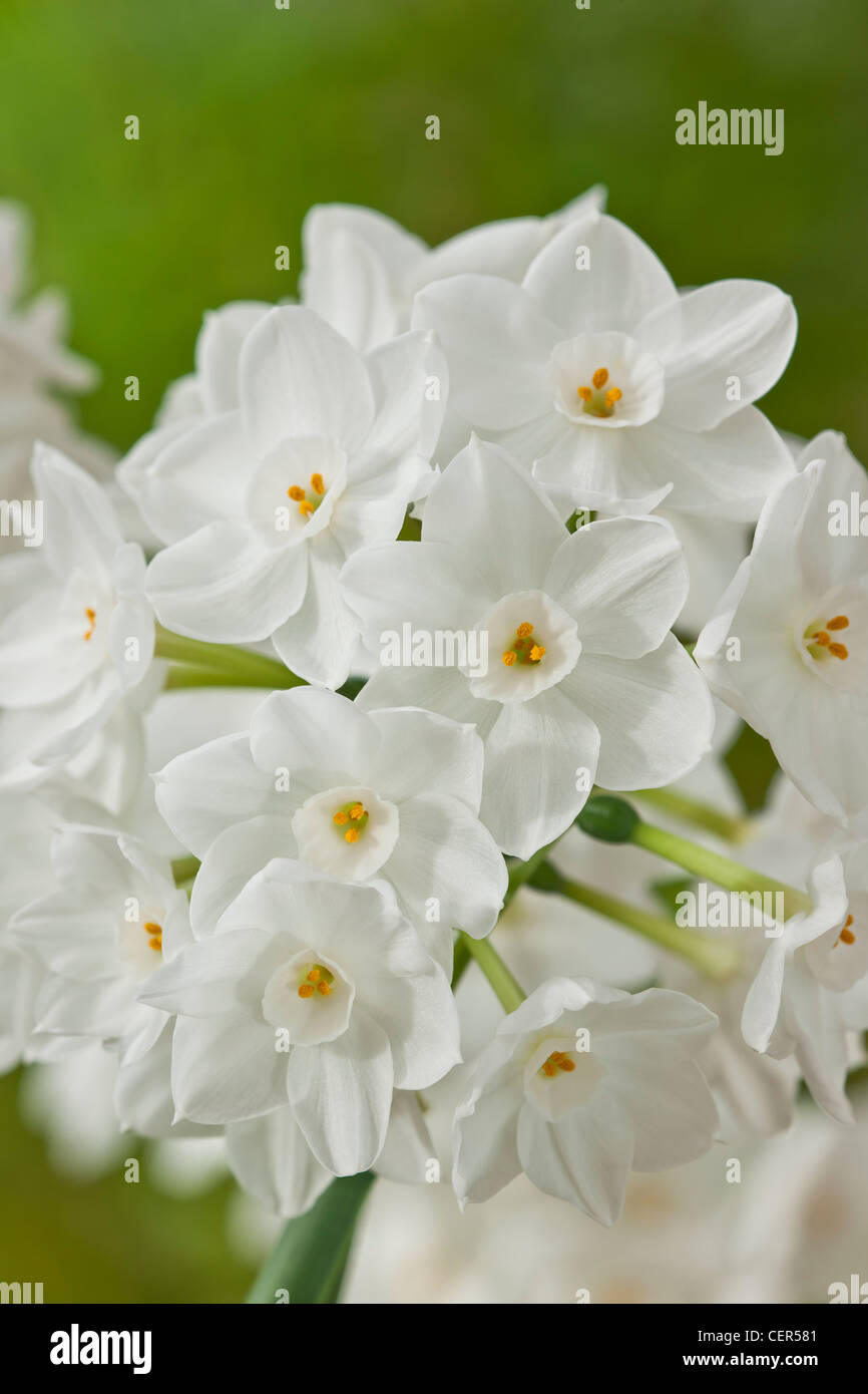 paperwhite Narcissus papyraceus scented scent perfume early spring bulb flower paper white orange March garden plant Stock Photo