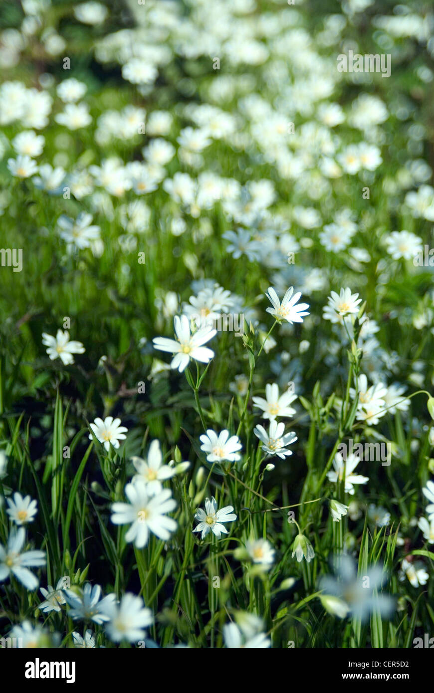 Close up of Daisies in meadow. It is thought the name 'daisy' is a corruption of 'day's eye' because the whole head closes at ni Stock Photo