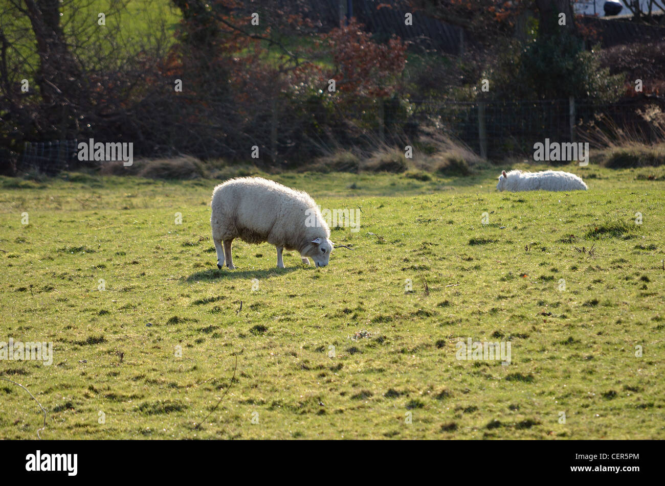 Sheep grazing in a field Stock Photo - Alamy