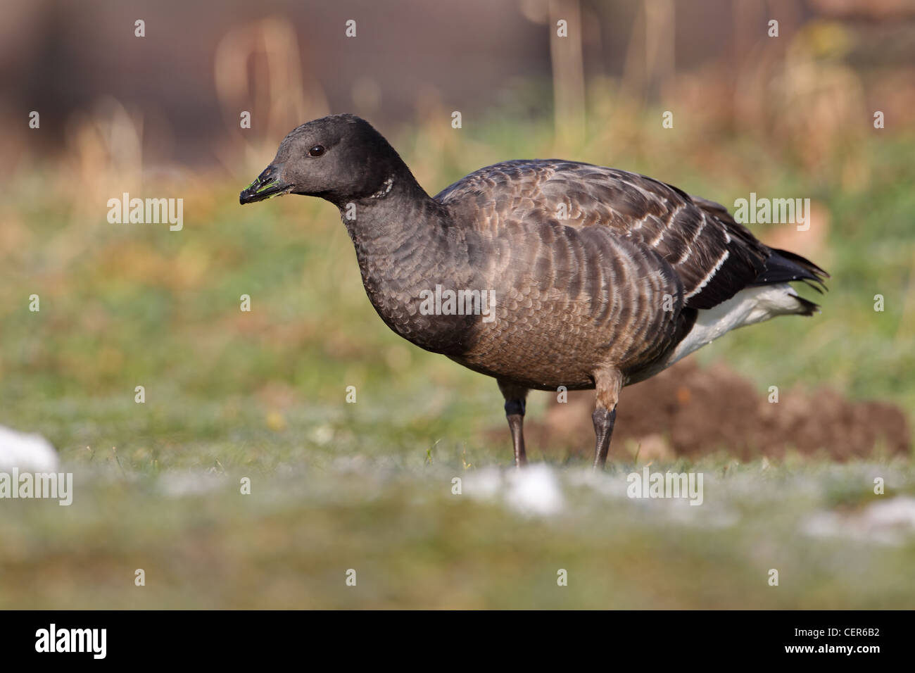 Dark-bellied Brant Goose (Branta bernicla bernicla) Stock Photo
