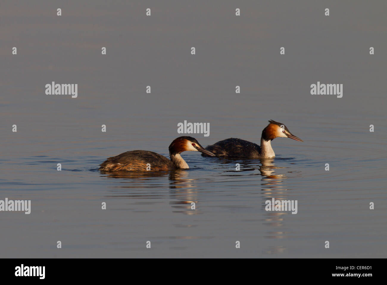 Great Crested Grebe Haubentaucher Podiceps cristatus Stock Photo