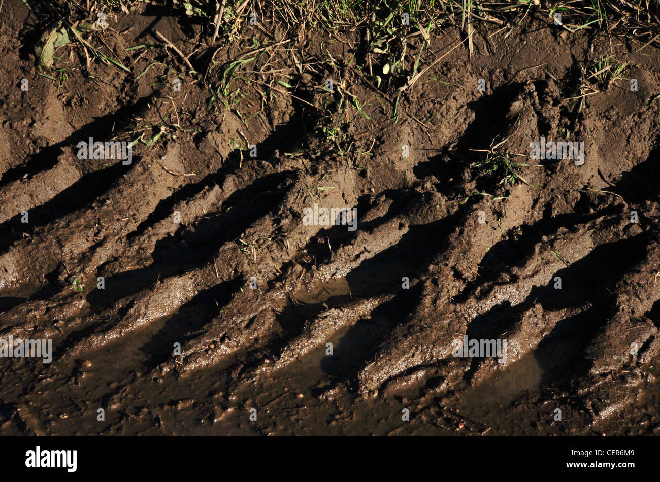 Tractor tyre marks on roadside verge at Tunstall, Norfolk, England, United Kingdom, Europe. Stock Photo