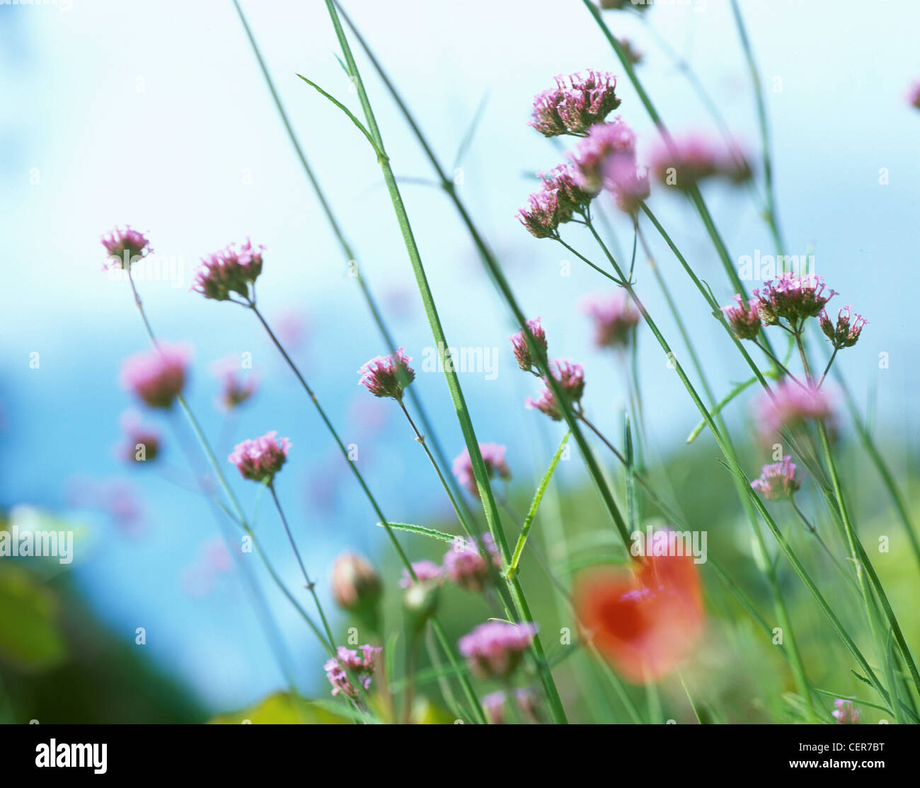 Small purple flower clusters on long thin green stalks Stock Photo