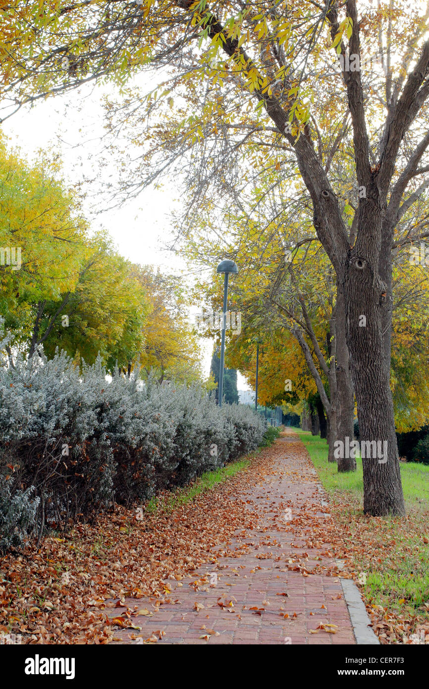 Autumn. A path covered with shed leaves Stock Photo - Alamy