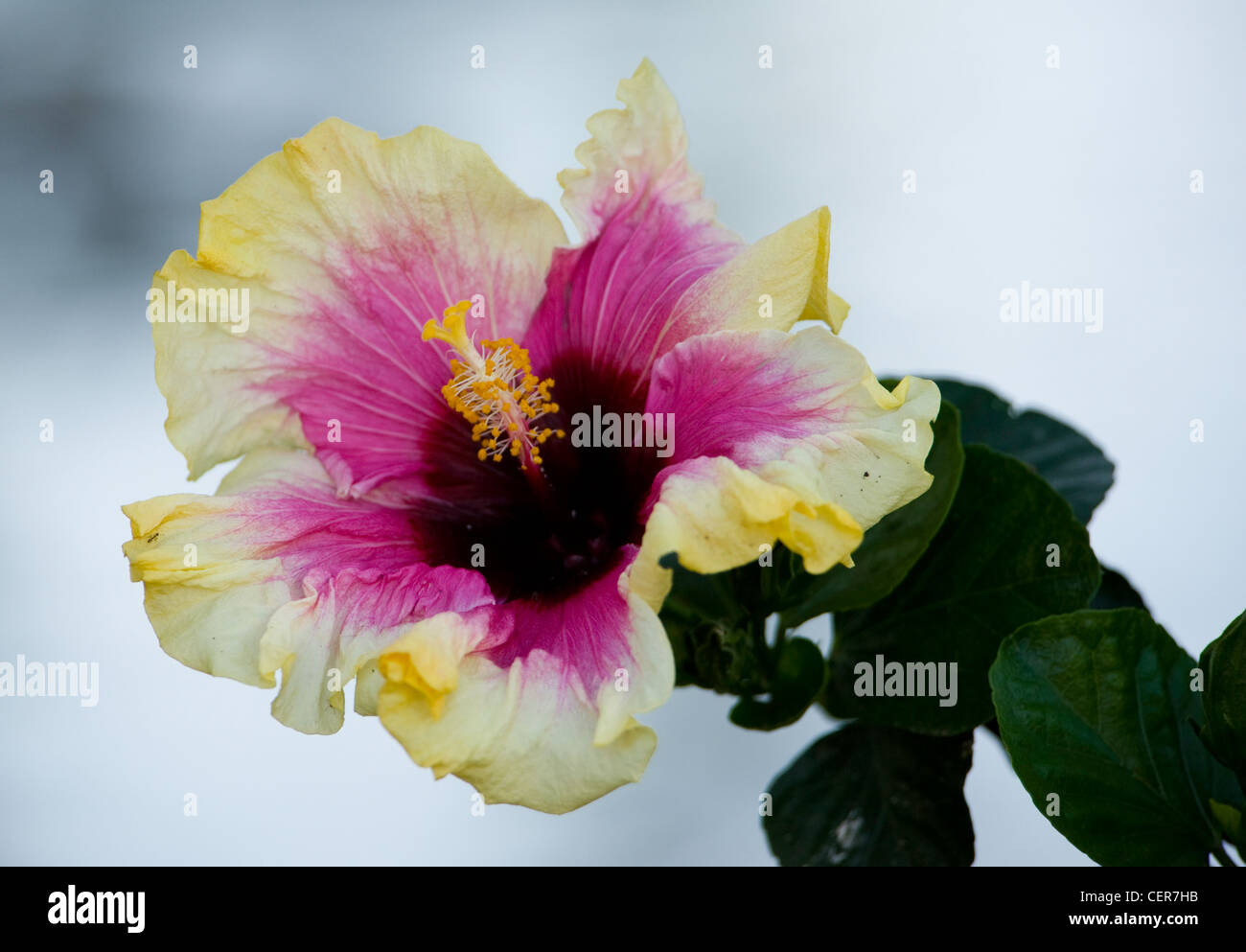 Hibiscus flower leaves hi-res stock photography and images - Alamy