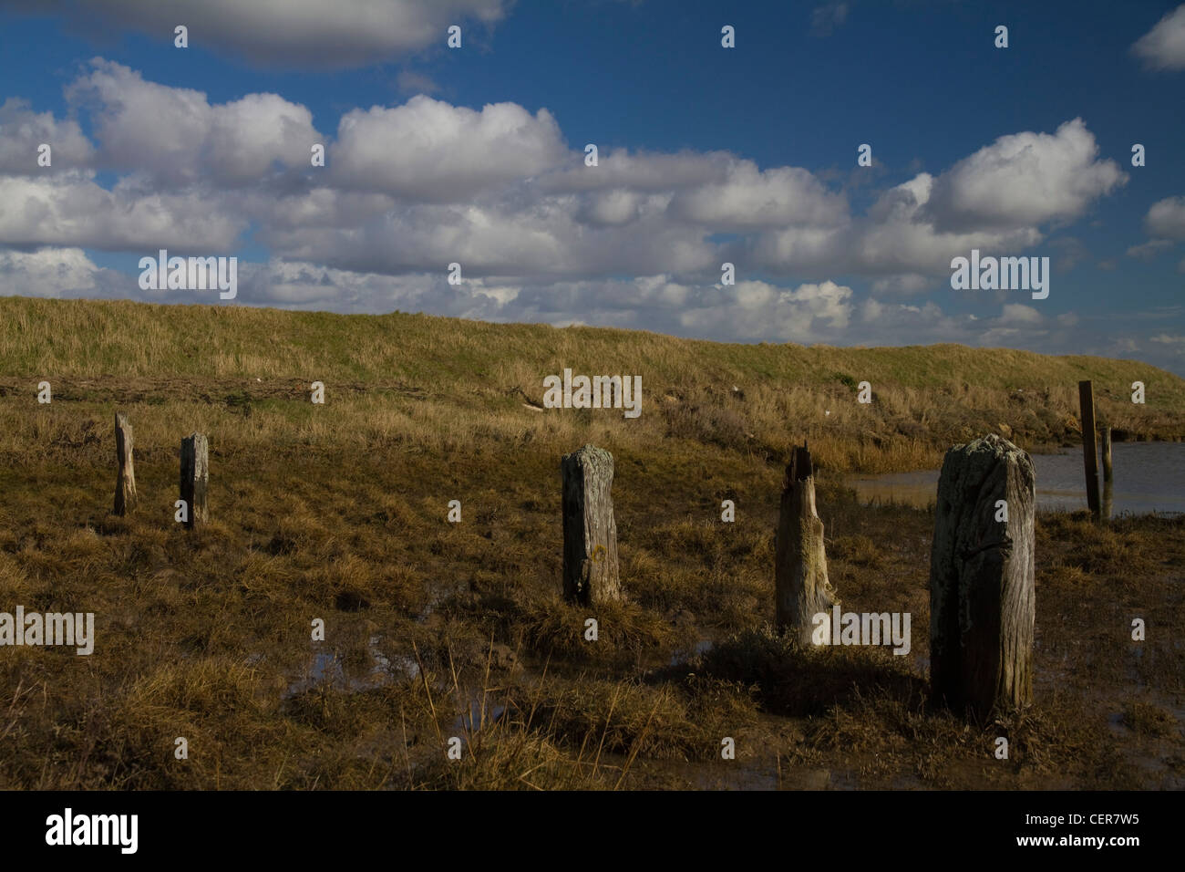 Rotten old posts stand in the marshland by the sea wall between Orford and Chantry Point, Suffolk, England Stock Photo