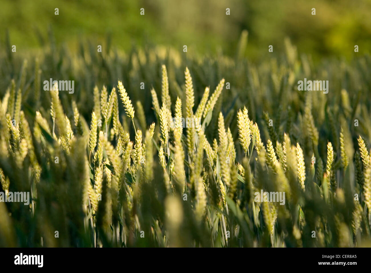 Close up of ears of wheat growing in a field near Stansted. Stock Photo