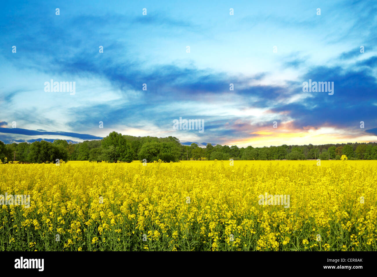 Spring yellow field Stock Photo - Alamy