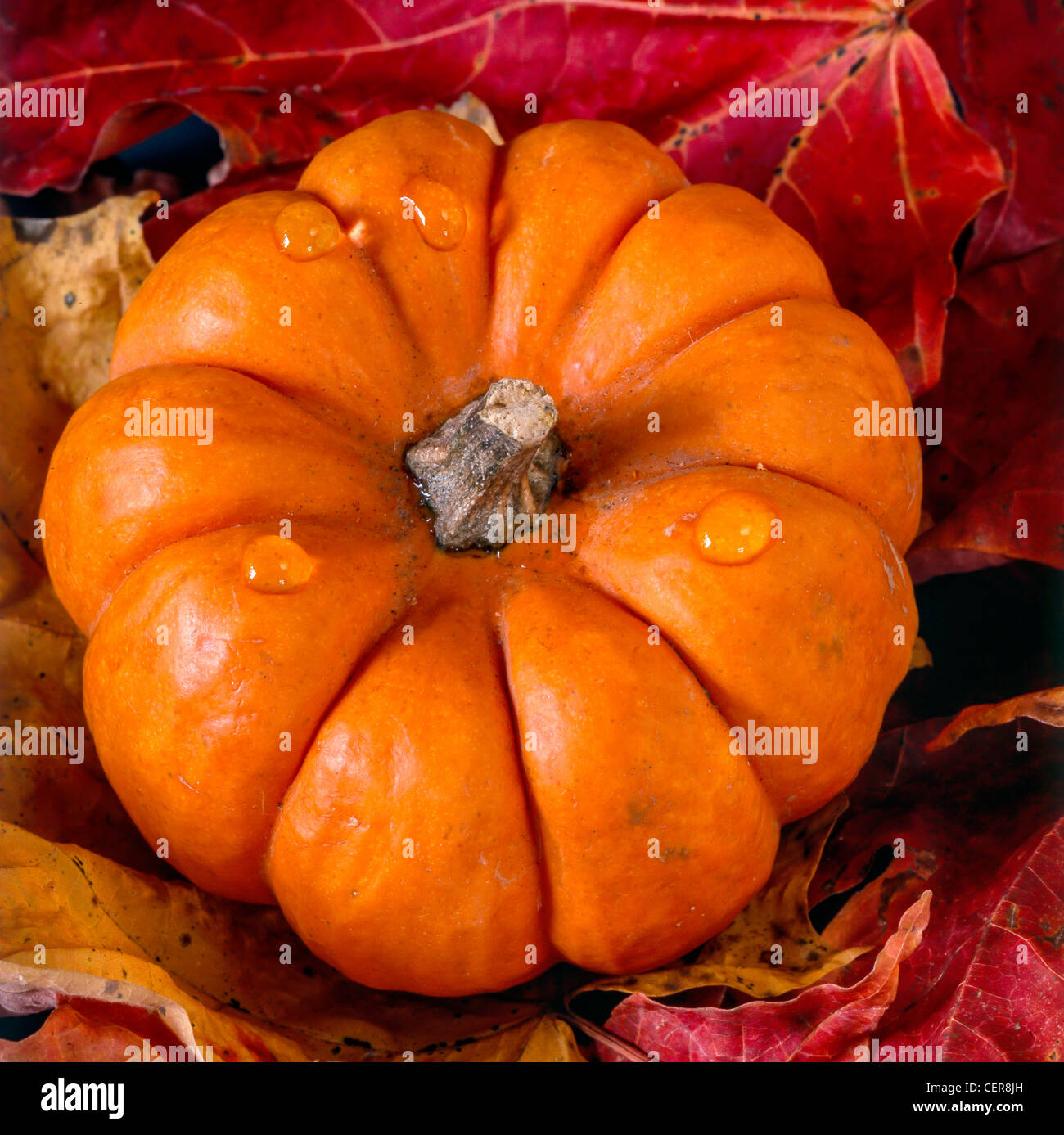 Autumn pumpkin on leaves in studio setting Stock Photo - Alamy