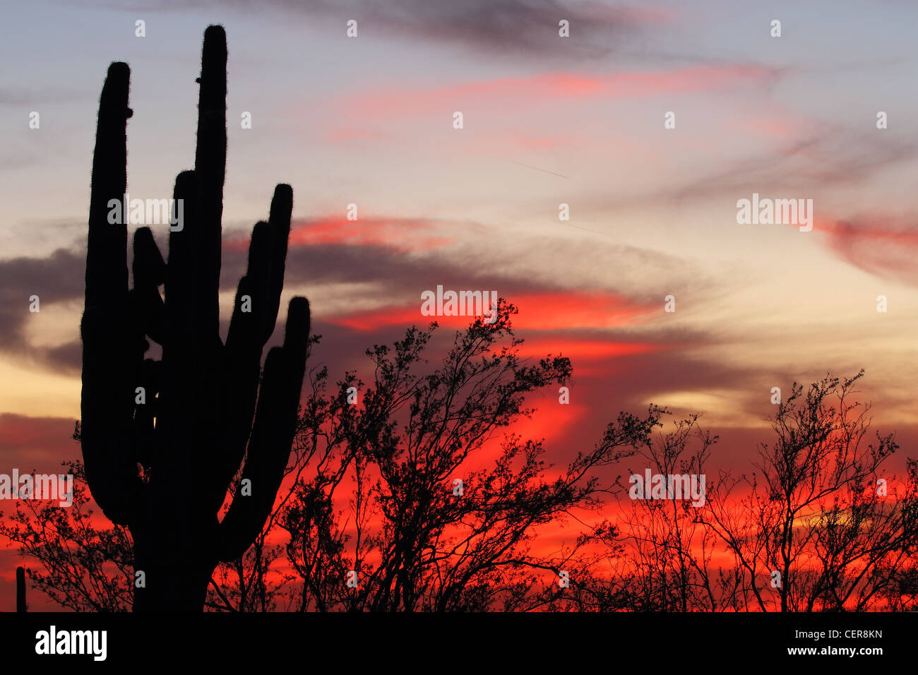 Desert Plant Silhouette High Resolution Stock Photography and Images ...