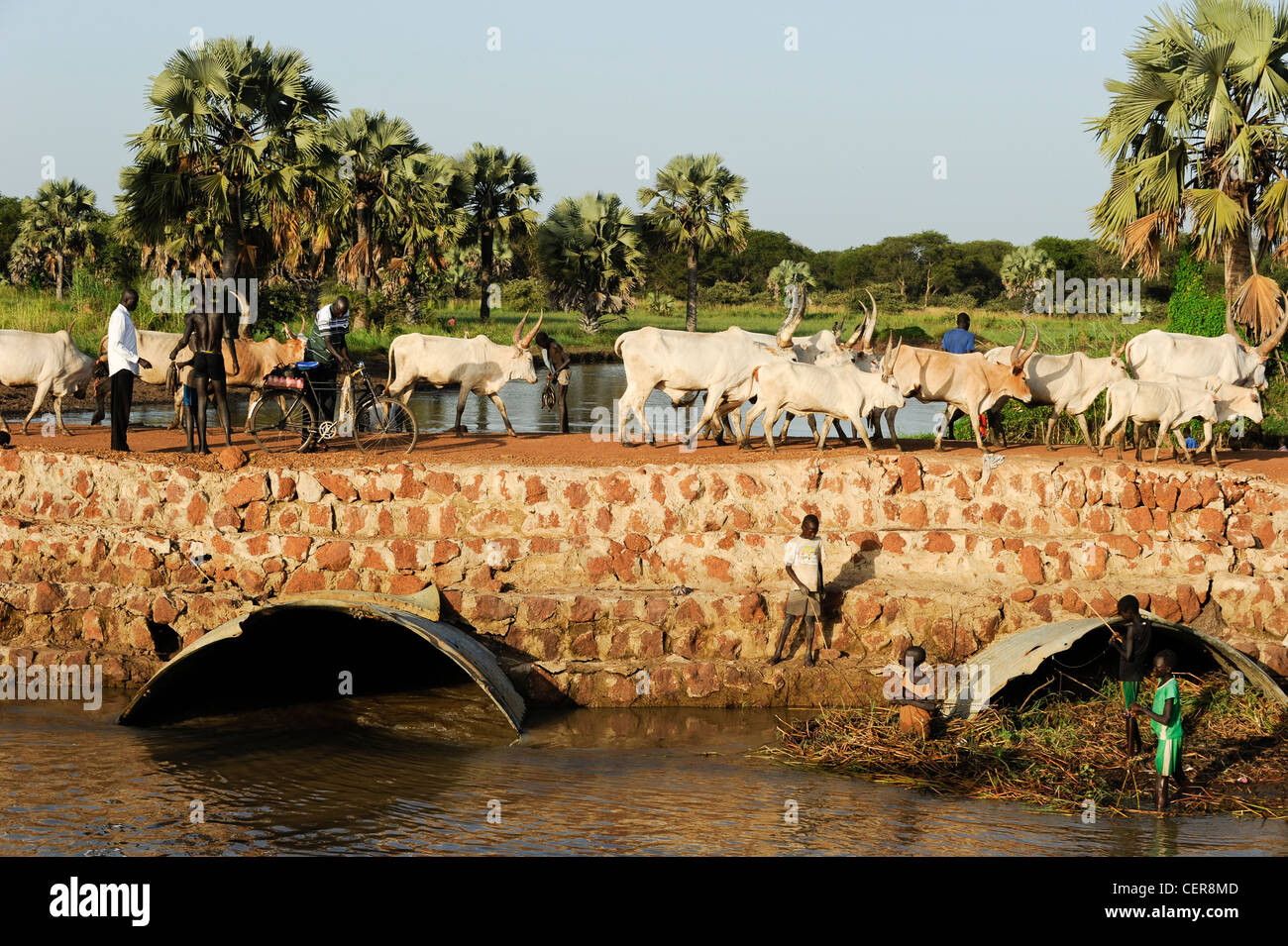 SOUTHERN SUDAN, Bahr al Ghazal region , Lakes State, Dinka tribe with Zebu cows on road from Rumbek to Juba Stock Photo