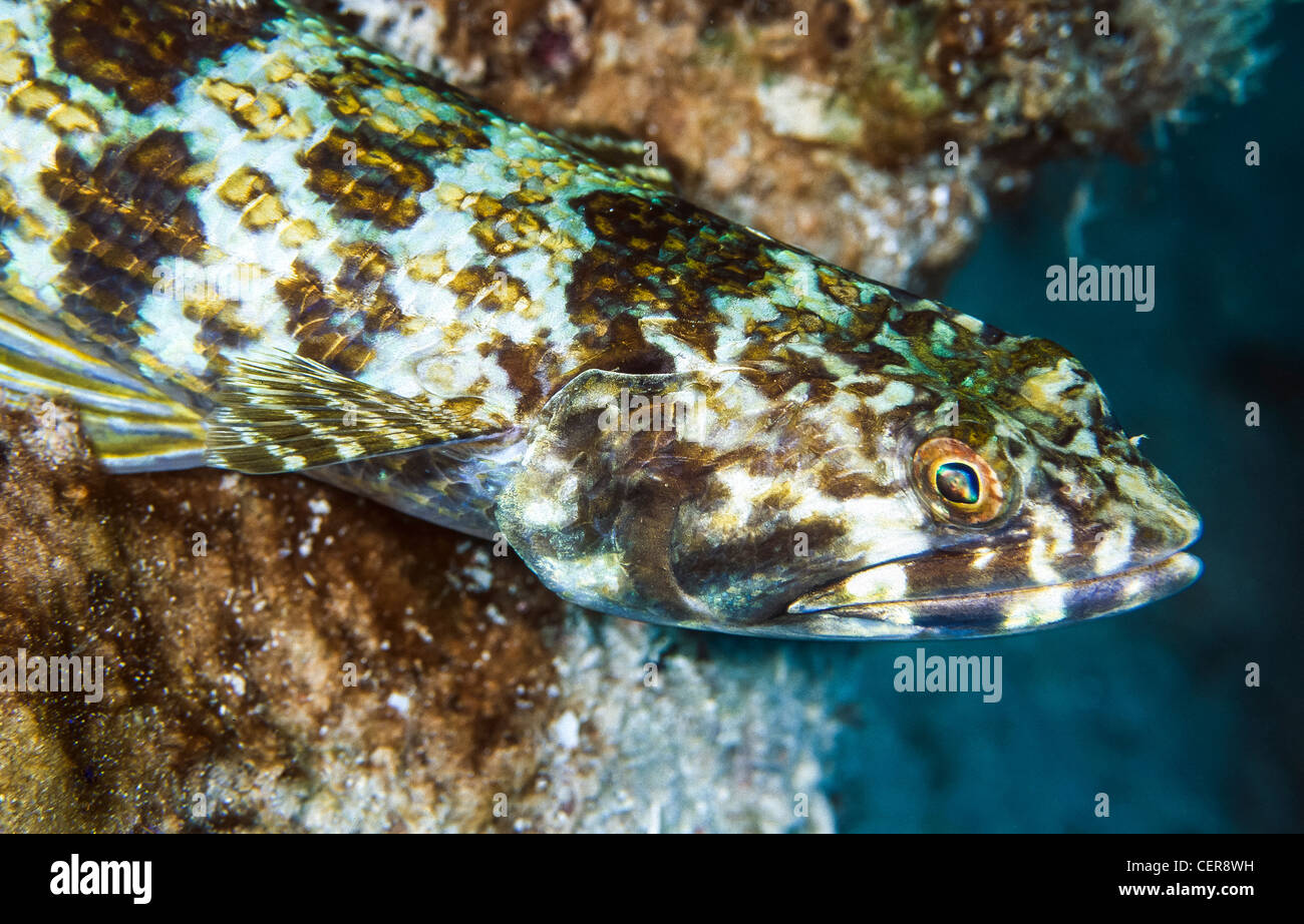 Sand diver (Synodus intermedius) Stock Photo