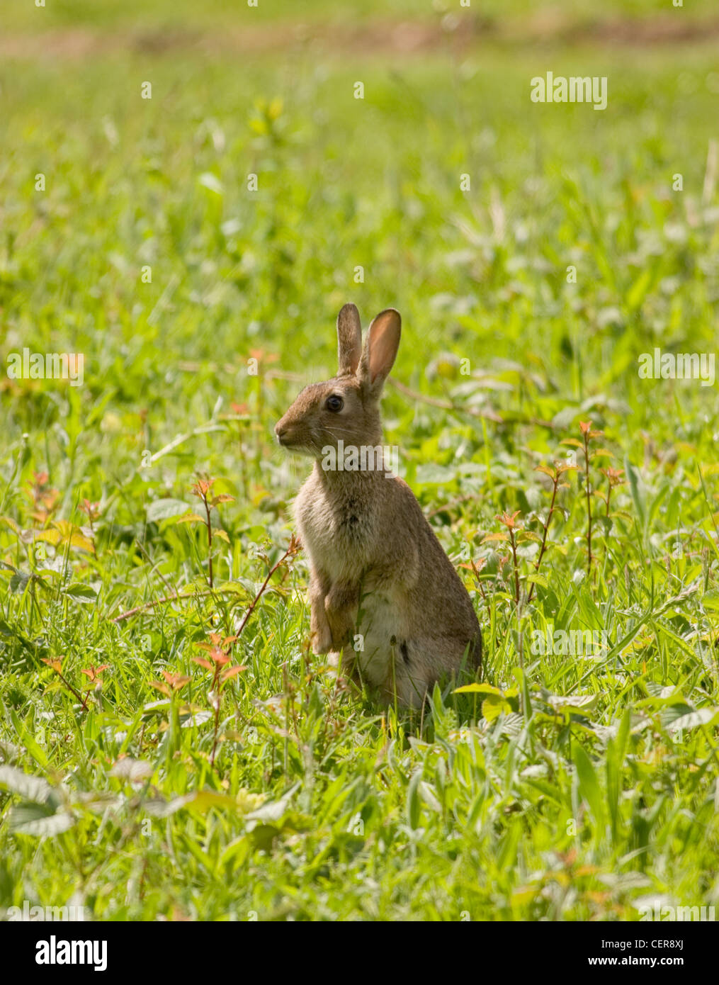 Wild Rabbit Uk Stock Photos & Wild Rabbit Uk Stock Images Alamy