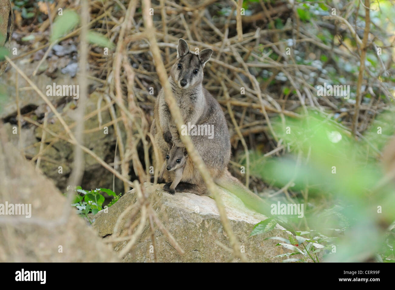 Unadorned Rock Wallaby Petrogale inornata Mother with joey in pouch Photographed in Queensland, Australia Stock Photo