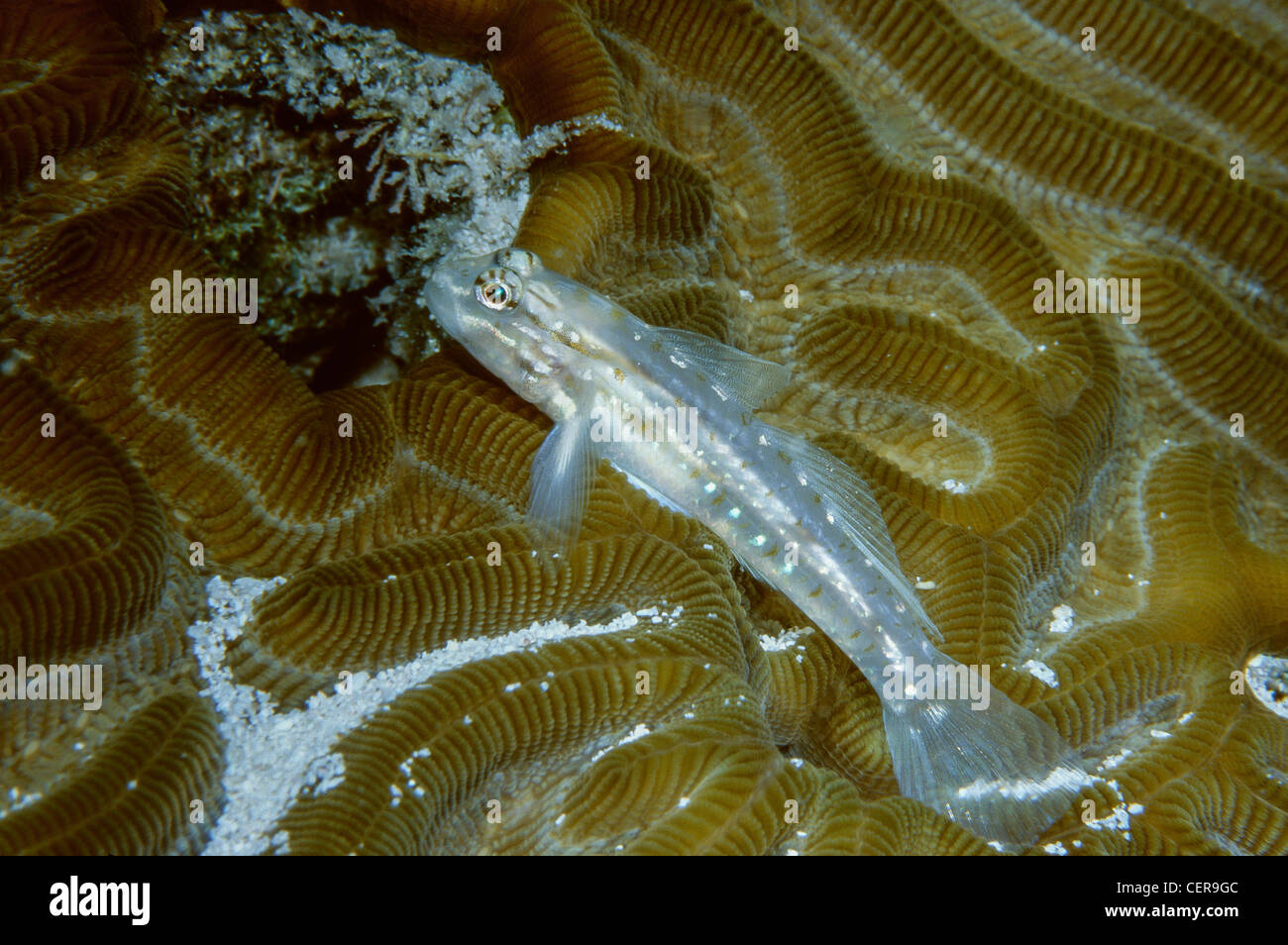 Bridled Goby,Coryphopterus glaucofraenum on coral reef in Belize Stock Photo