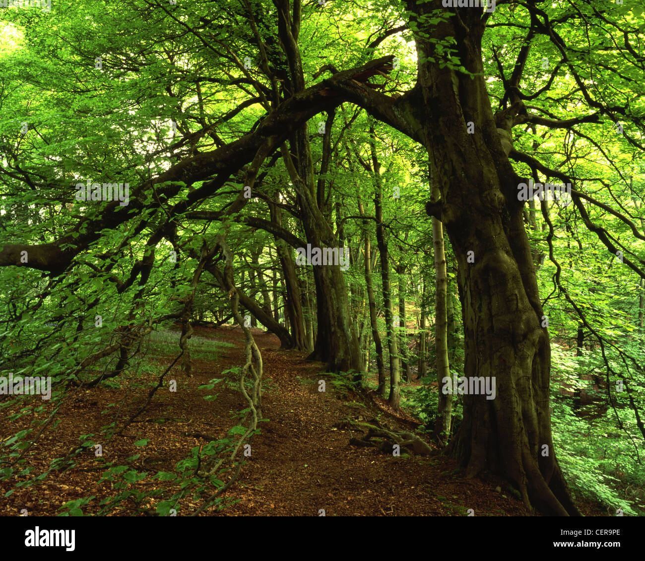 Beech arch at Roddlesworth. This fine area of woodland is found in the West Pennine Moors near Darwen. Stock Photo