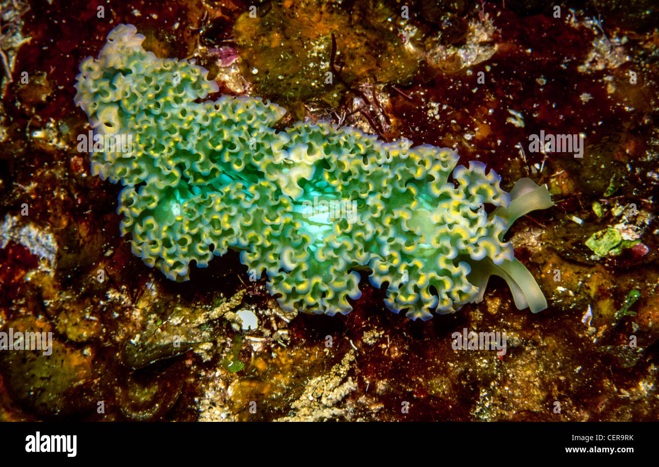 Lettuce Sea Slug (Tridachia crispata)ea Slug (Tridachia crispata